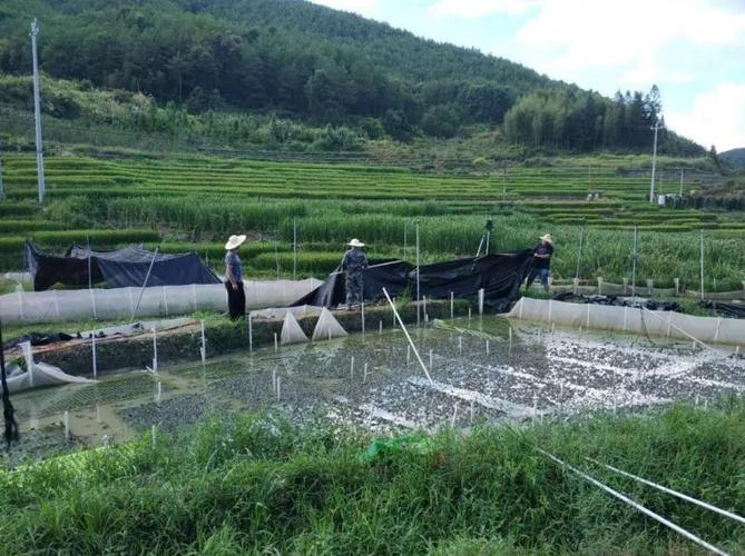 “圈內抗生素猛于虎” 當工廠負責人的輕描淡寫撞上食品安全的底線