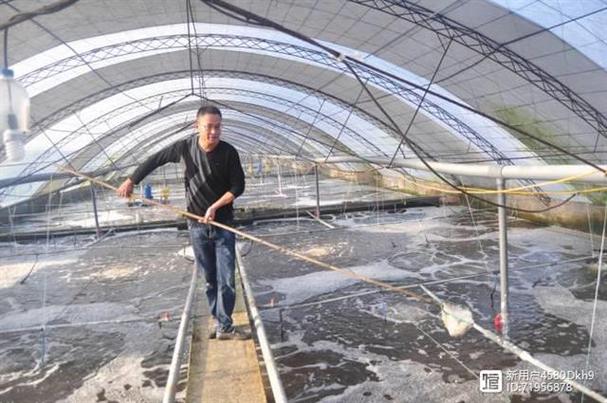 工廠化秋茬蝦用大北農神爽蝦料，結果超乎意料——抗生素疑慮下的養殖實證